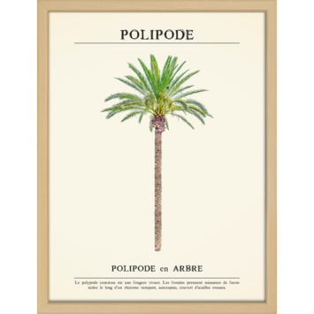Print in lijst 30x40 Palmboom