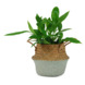 Plantenmand nina gras met groene onderkant 16x13 cm