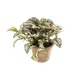 Kunstplant Hypoestes  25 cm in pot