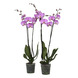 Orchidee roze met witte lip (Luxor) – 2 stuks