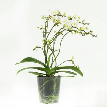 Orchidee wit (Soft Cloud) – 50 cm hoog kopen? |