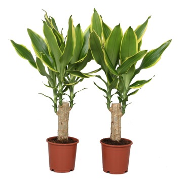 Dracaena Golden Coast – 2 stuks