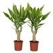 Dracaena Golden Coast – 2 stuks