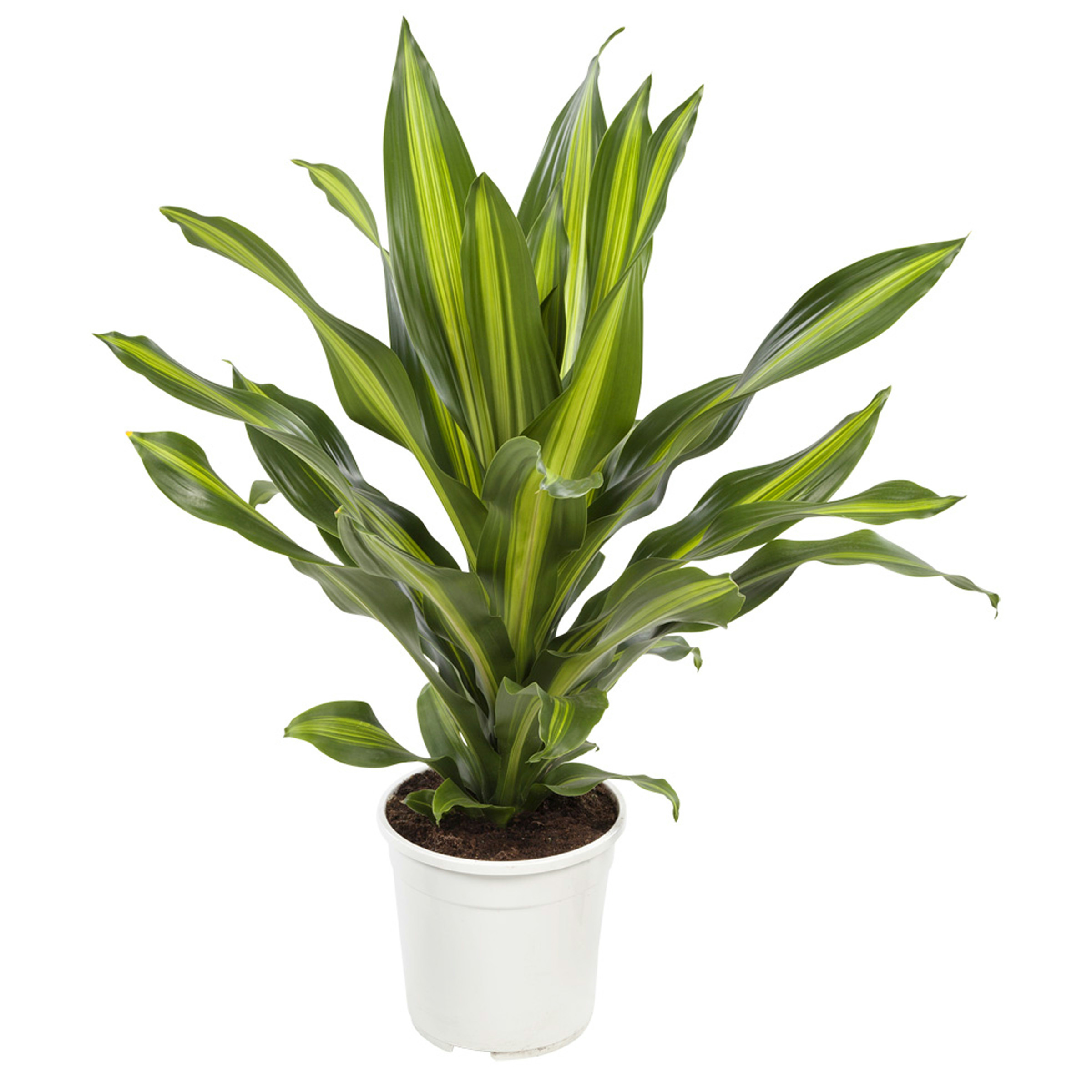 Dracaena Burley 105 Cm huismerk kopen in de aanbieding