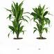 Dracaena (Fragrans Janet Craig) – 2 stuks