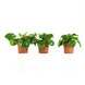 Pannenkoekplant (Pilea pereomioides) – 3 stuks