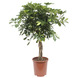 Vingerboom (Schefflera Gold Capella) – 100 cm hoog