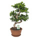 Bonsai Ficus (Bonsai gin seng) – 70 cm hoog