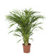 Goudpalm (Areca palm) – 100 cm hoog