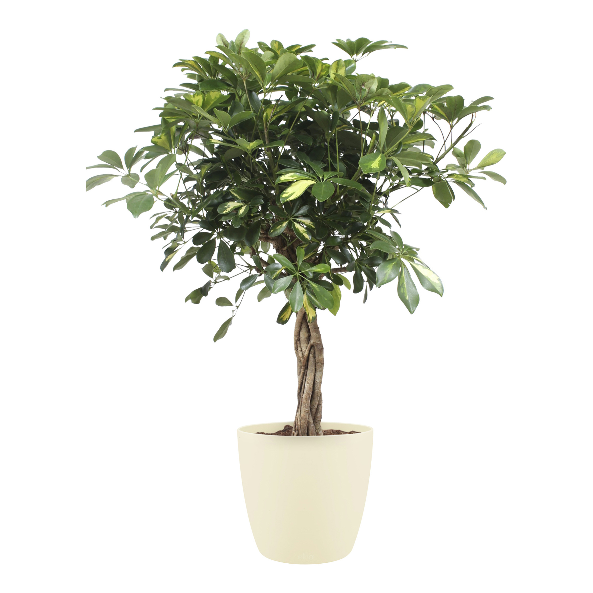 Vingerboom Gold Capella Met Elho Bloempot Brussels Soap huismerk kopen in de aanbieding