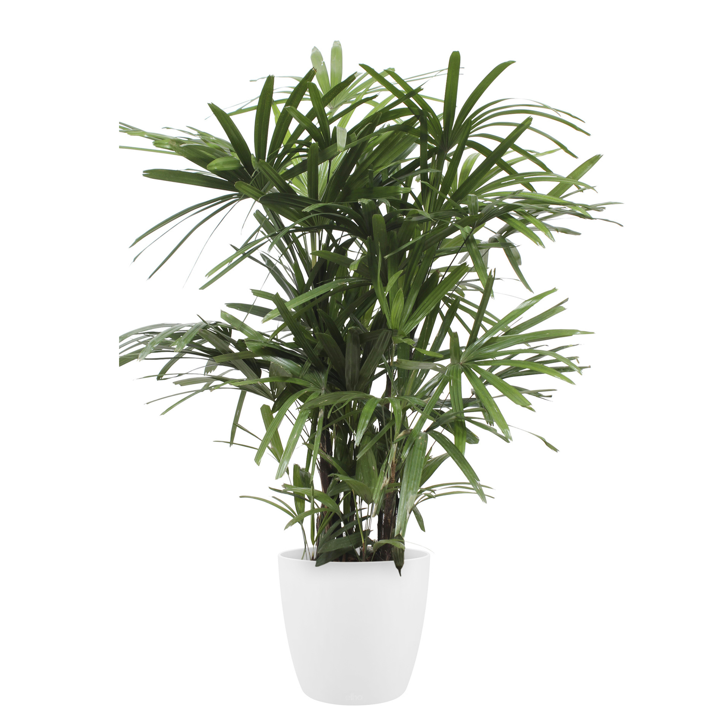 Stokpalm Rhapis Palm Met Elho Bloempot Brussels Wit huismerk kopen in de aanbieding