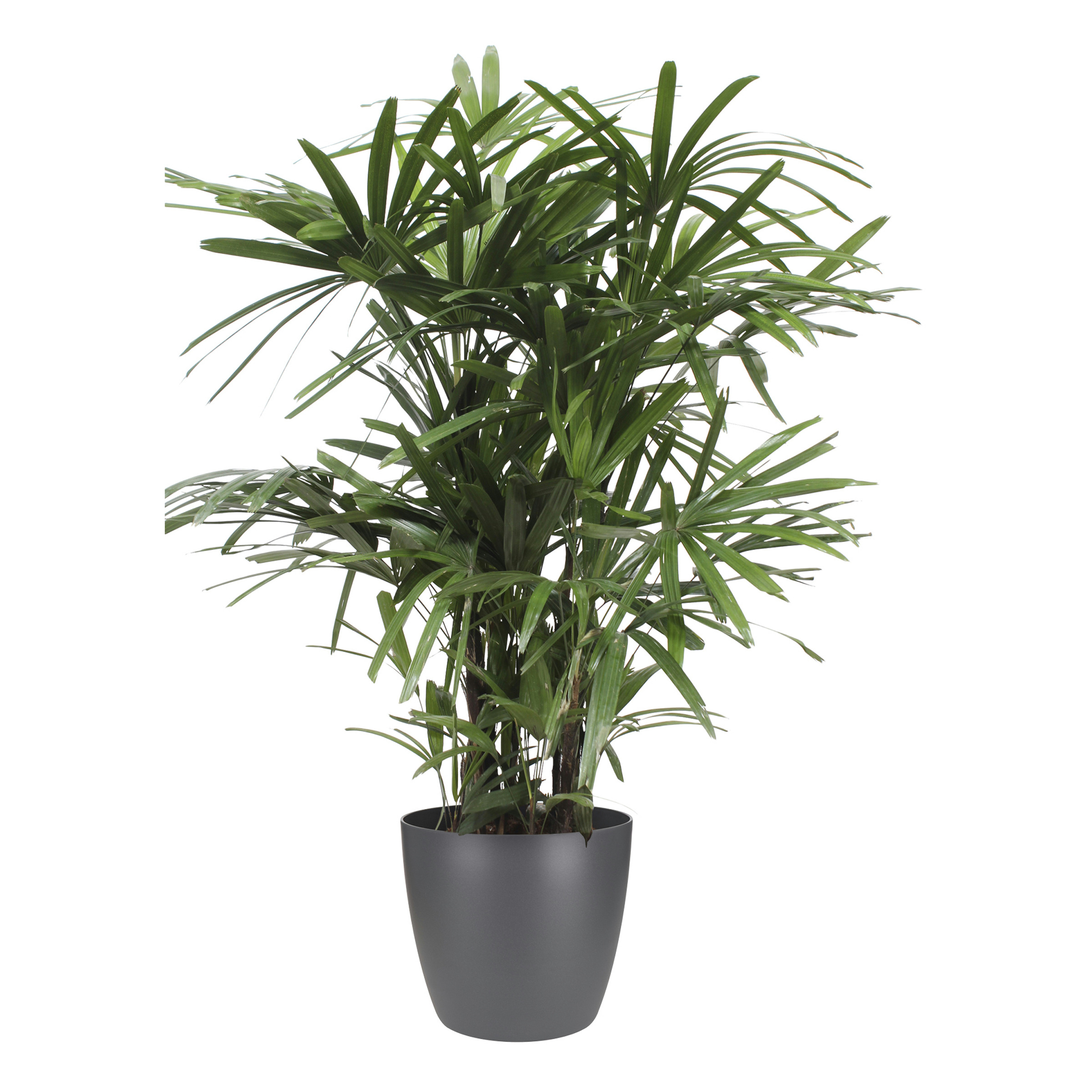 Stokpalm Rhapis Palm Met Elho Bloempot Brussels Antraciet huismerk kopen in de aanbieding