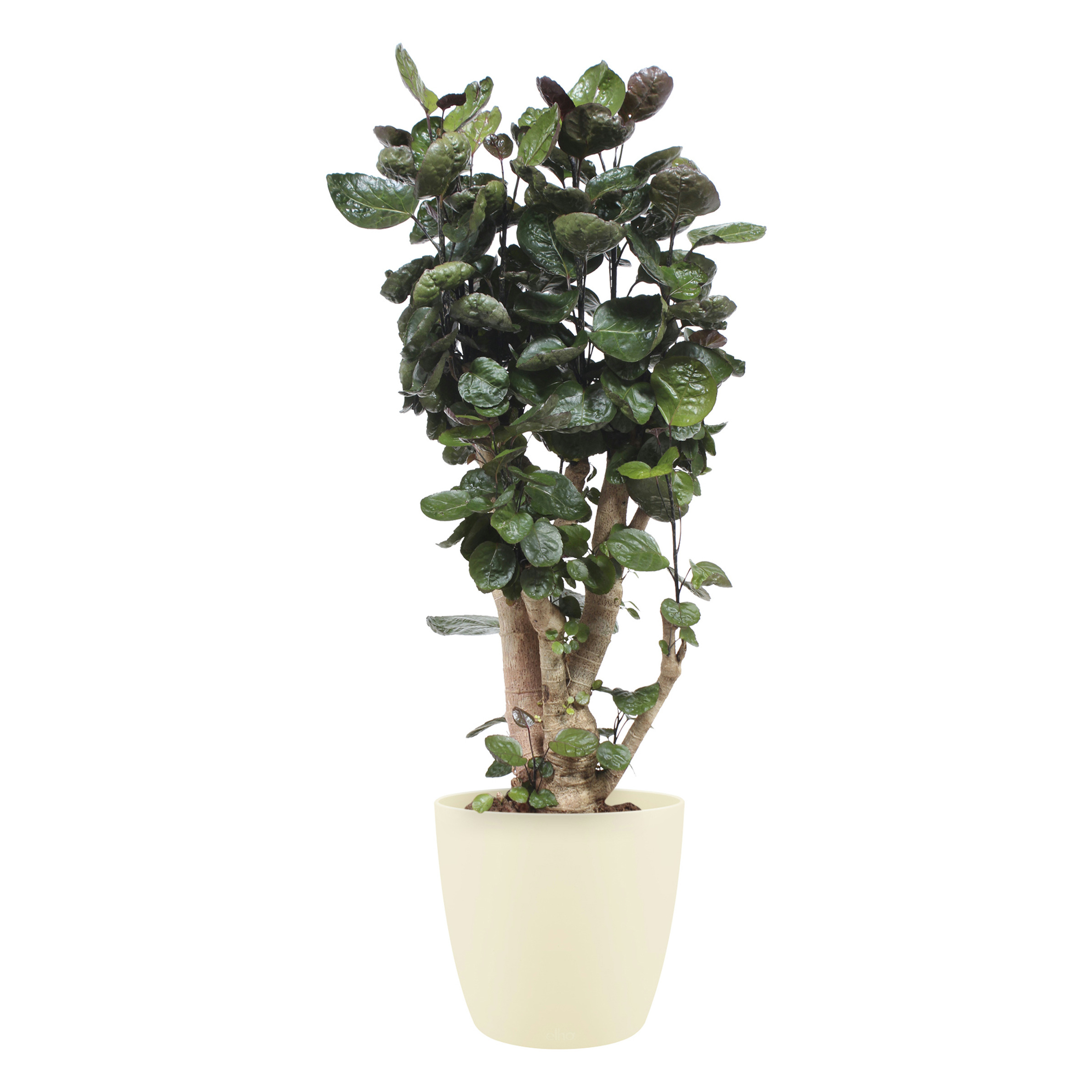 Polyscias Fabian Met Elho Bloempot Brussels Soap huismerk kopen in de aanbieding