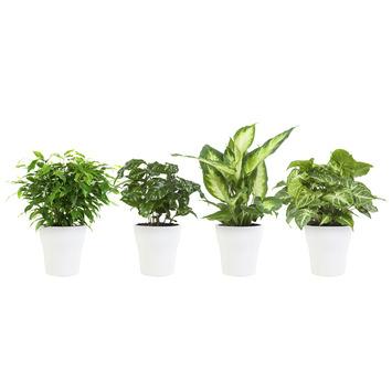 Combibox - Koffieplant, Dieffenbachia, Syngonium, Ficus met bloempot Wit