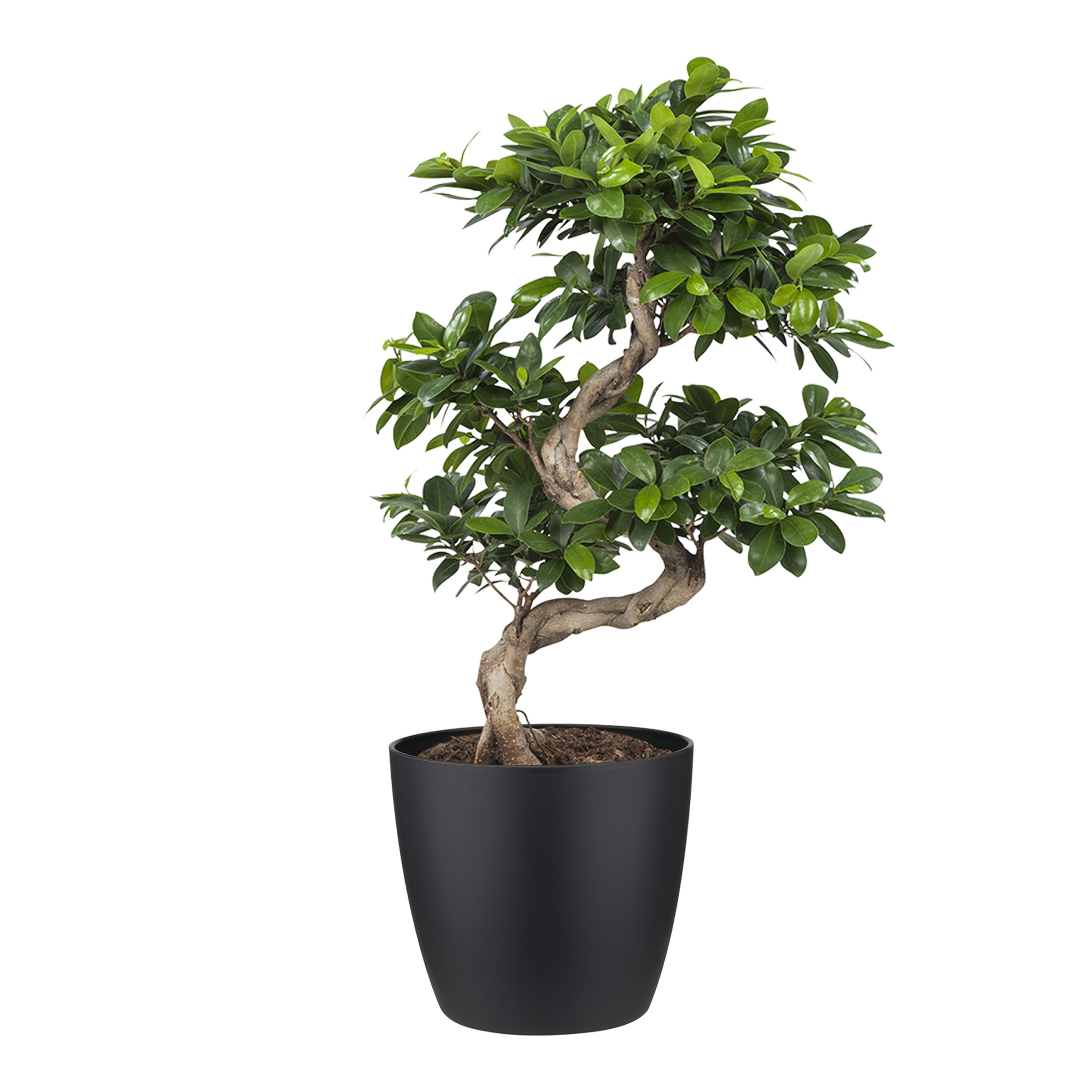 Bonsai Ficus Met Elho Bloempot Brussels Zwart huismerk kopen in de aanbieding