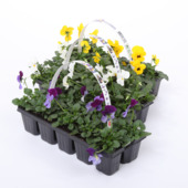 Bosviooltjes Viola Clayette Cornuta