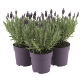 Lavendel Anouk dark purple potmaat 12 cm