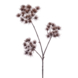 Heracleum tak 102cm bruin