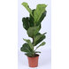 Geen merk Ficus