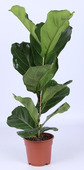 Ficus lyrata potmaat 21 cm