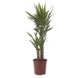 Yucca elephantipes met 2 stammen potmaat 21 cm