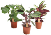Calathea mix potmaat 21 cm