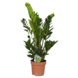 Zamioculcas potmaat 19 cm