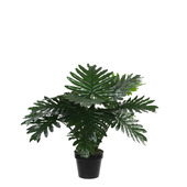 Philodendron in plastic pot groen 60 cm
