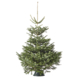 Nordmann Kerstboom 150-175 Cm | Karwei