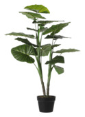 Taro in pot groen - h100xd70cm
