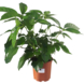 Schefflera amate potmaat 19 cm