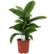 Dieffenbachia Tropic Snow potmaat 19 cm