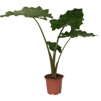 Alocasia portadora potmaat 19 cm