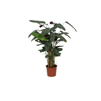 Calathea gemengd potmaat 17 cm kopen? Bloemen & planten | Karwei