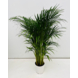 Areca palm potmaat 19 cm