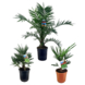 Palmen mix potmaat 21-24 cm