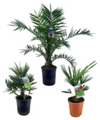 Palmen mix potmaat 21-24 cm
