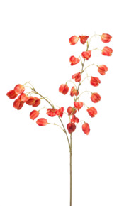 Physalis spray x2 orange 95cm