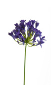 Agapanthus spray 75cm blue