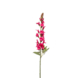 Antirrhinum spray beauty 78cm