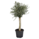 Olijfboom Olea Europaea potmaat 35 cm