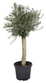 Olea Europaea potmaat 35 cm
