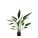 Heliconia in pot groen