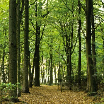 Fotobehang woods (dessin 89234)