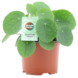 Pilea peperomioides potmaat 12 cm