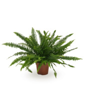 Green Lady Krulvaren Nephrolepis potmaat 17 cm