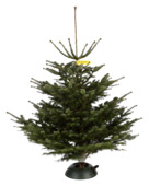 Nordmann kerstboom gezaagd 150-175 cm