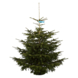 Nordmann Kerstboom 175-200 cm