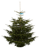 Nordmann kerstboom gezaagd 175-200 cm
