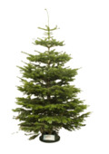 Nordmann kerstboom gezaagd 250-300 cm